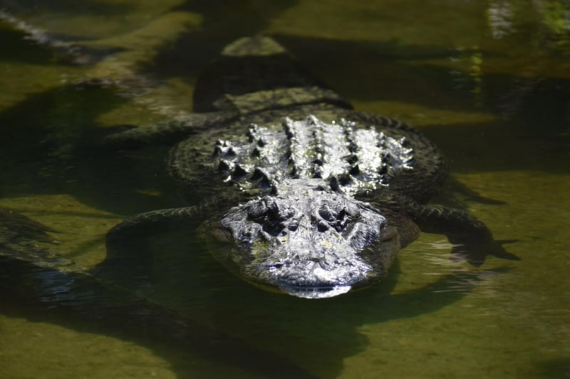 Scaley Environments