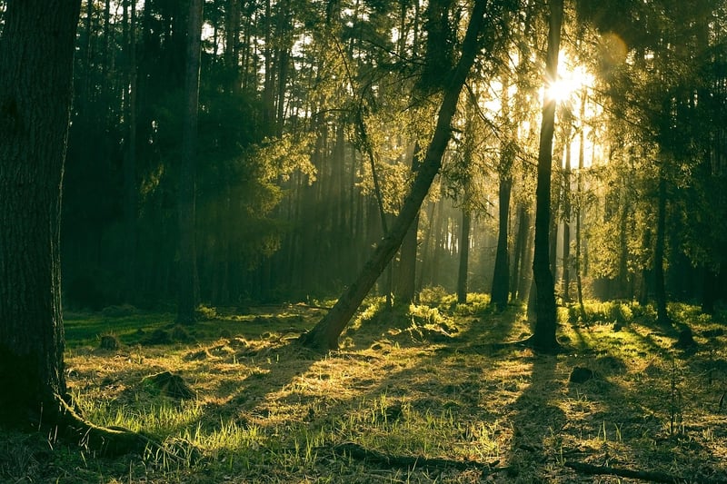 Mystic Terrain