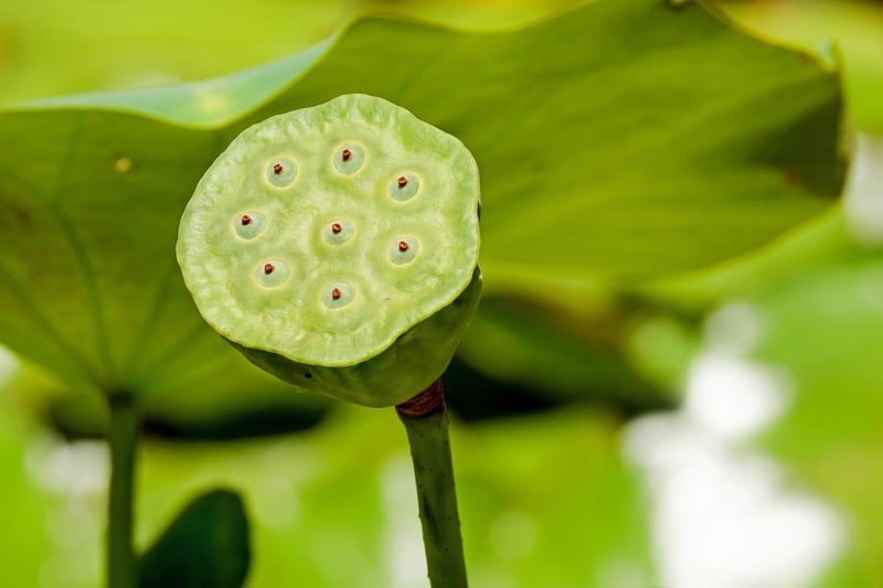 Moonlight Lotus