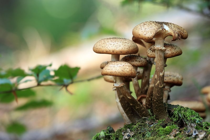 Enchanted Mushroom Grove