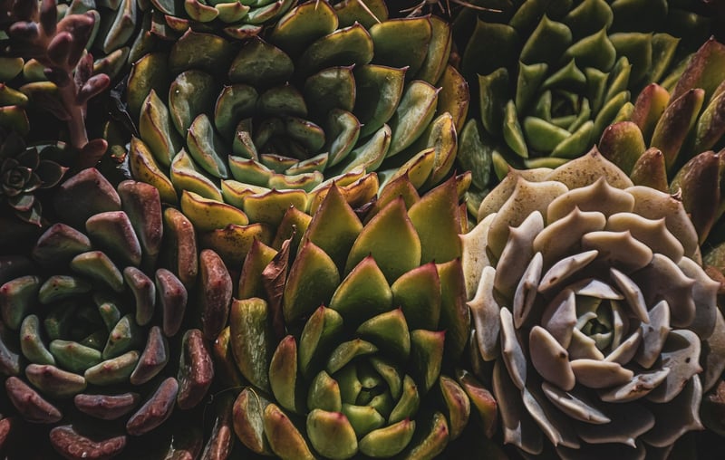 Miniature Plants